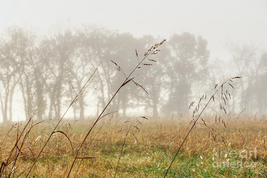 Hay Foggy Kind Of Morning Photograph by Jennifer White