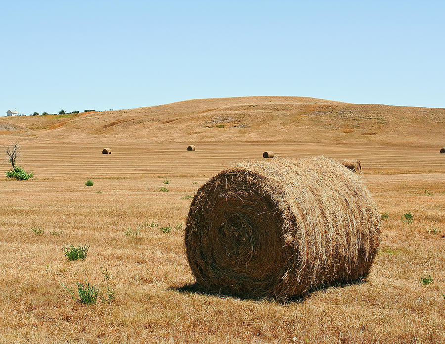 Hay in a Field, Wyoming Photograph by David Morehead