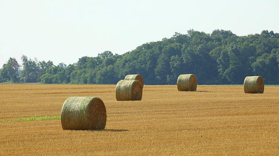 Hay in the Fields Photograph by Tina M Daniels   Whiskey Birch Studios