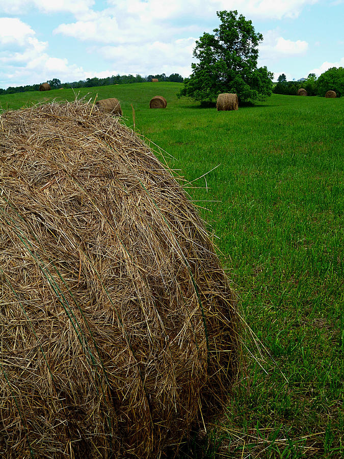 Hay Roll And Wild Cherry Photograph