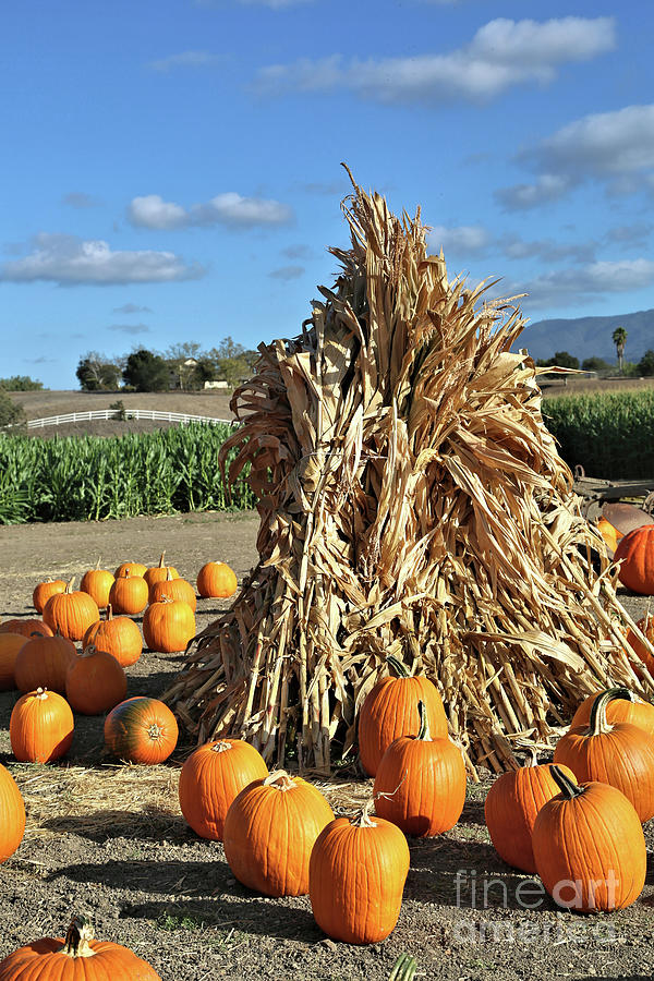 Hay Stack and Pumpkins Photograph by Vivian Krug Cotton