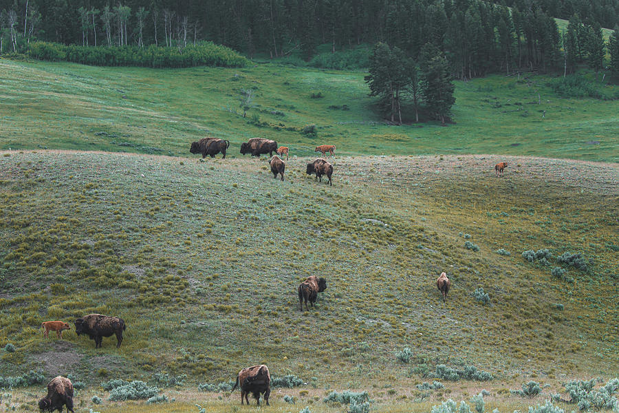 Hayden Valley Bison Herd Photograph by Dan Sproul