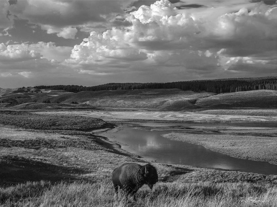 Hayden Valley Yellowstone National Park, W Photograph by Tim Fitzharris