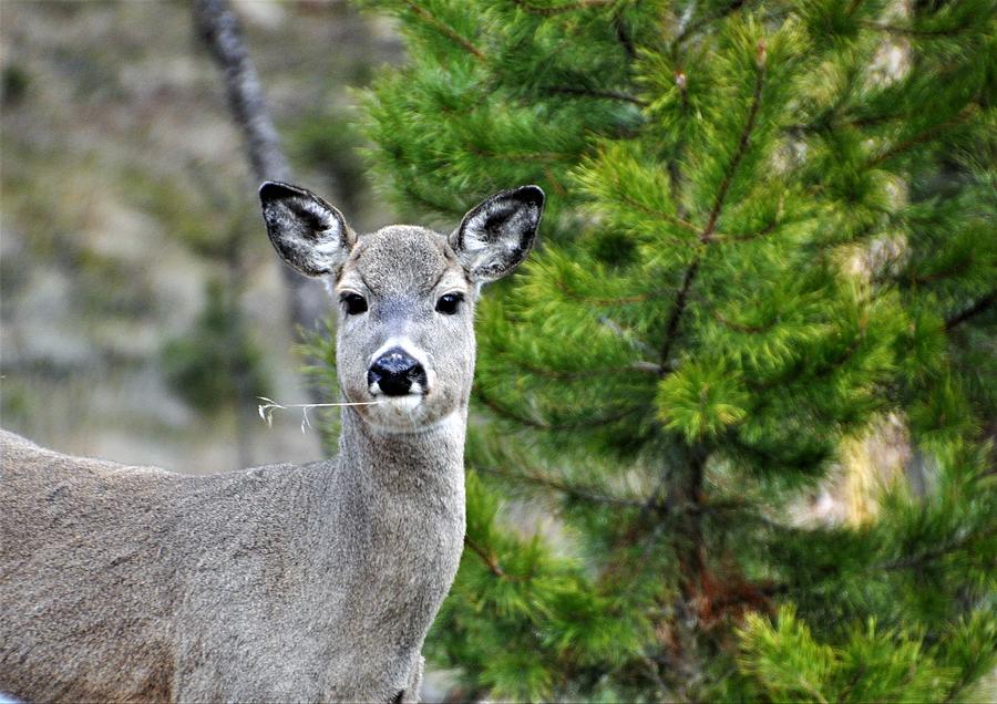 Hayseed deer Photograph by Mike Helland