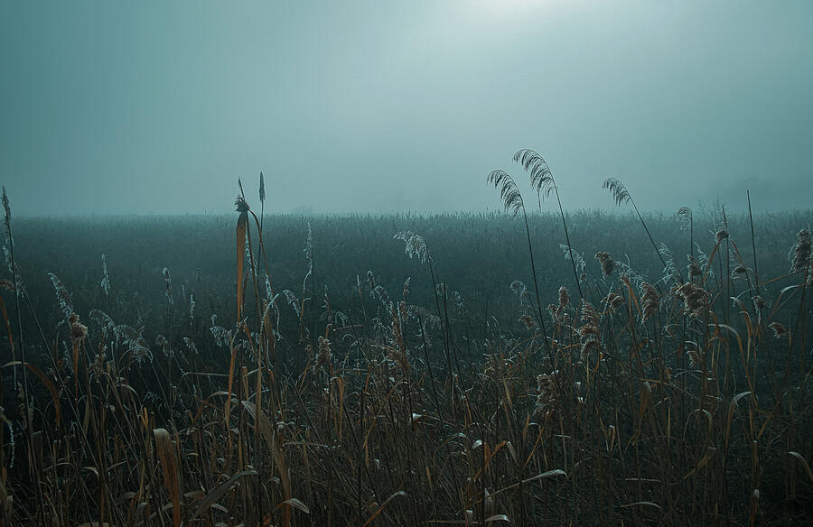 Haze Photograph by Marinko Shlakeski