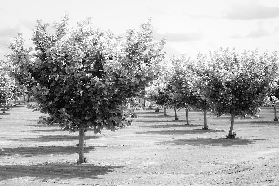 Hazelnut Orchard BW Photograph by Catherine Avilez