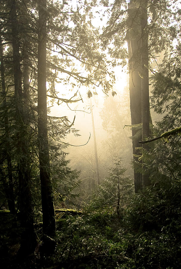 Hazy Ambient Light in Forest Photograph by Silentfoto