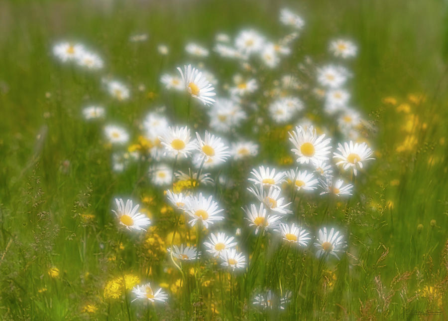 Hazy Daisies Photograph by Marty Saccone