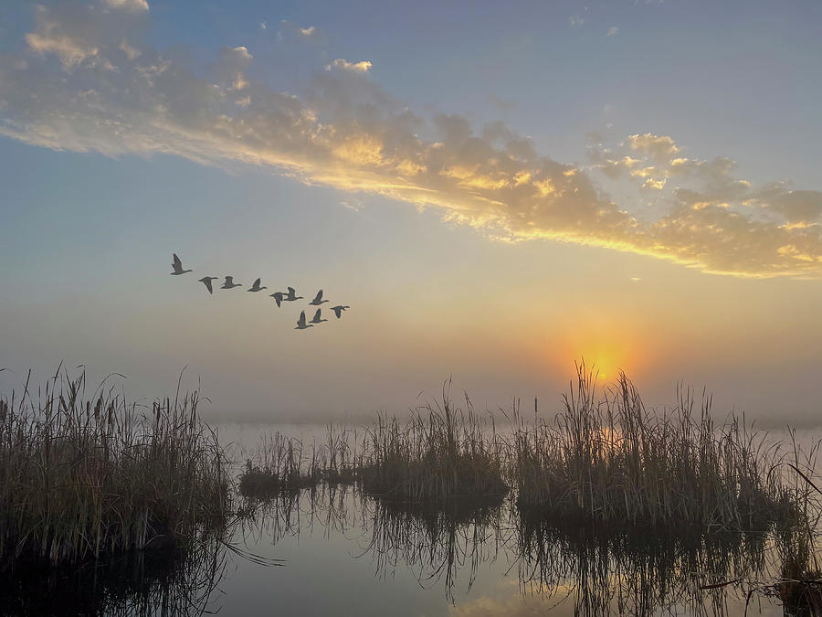Geese Photograph - Hazy Morning Geese on the River by Patti Deters