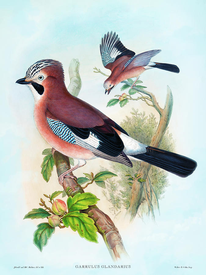 Garrulus Glandarius Jay Bird Antique Print, By Hc Richter, Birds Of Great Britain Painting