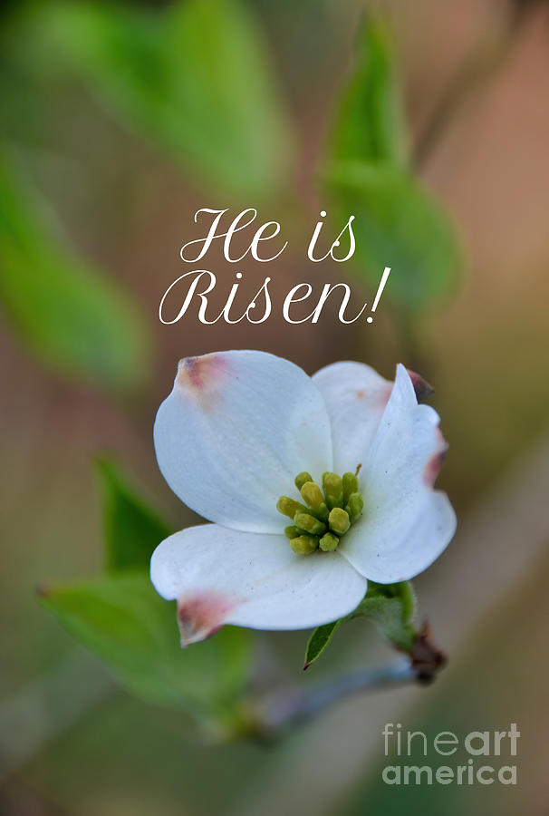 He is Risen #dogwood #easter Photograph by Andrea Anderegg