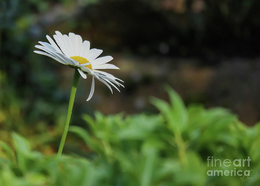 Daisy Photograph - He Loves Me, He Loves Me Not by D Lee