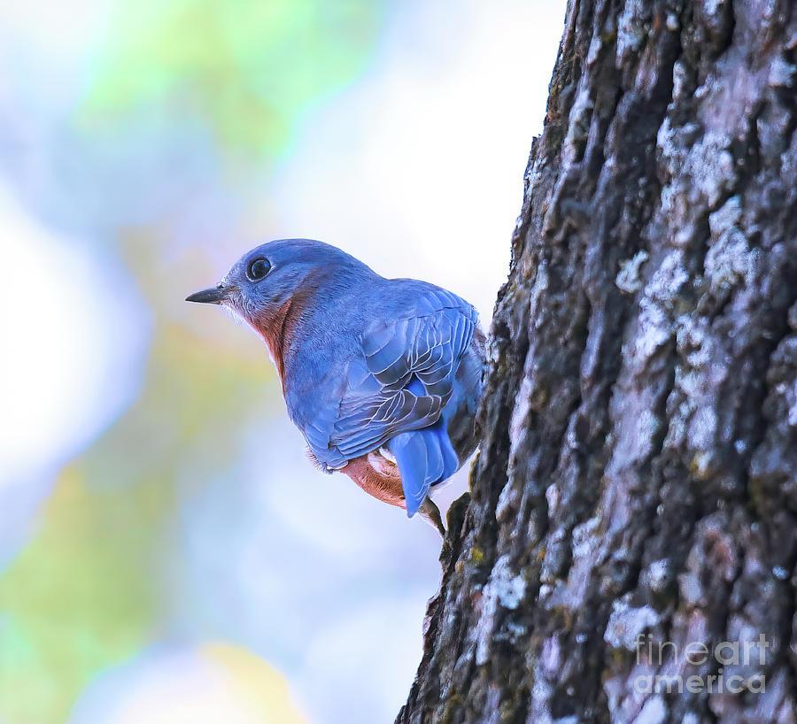 He Wears It Well - Bluebird Photograph by Kerri Farley