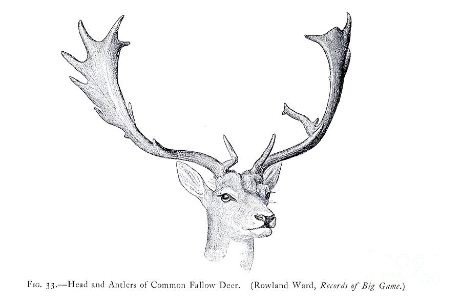 deer antlers sketch