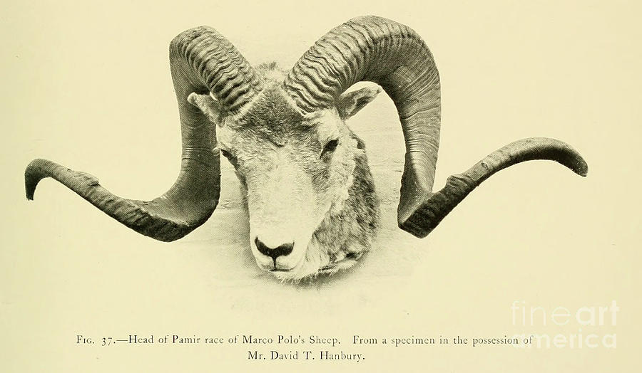 Head and horns of the Marco Polo sheep o1 Drawing by Historic illustrations  - Fine Art America