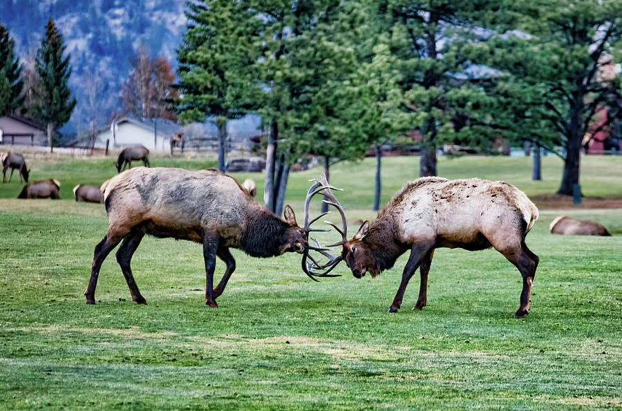 Head Butting Elk Photograph by Lorraine Baum