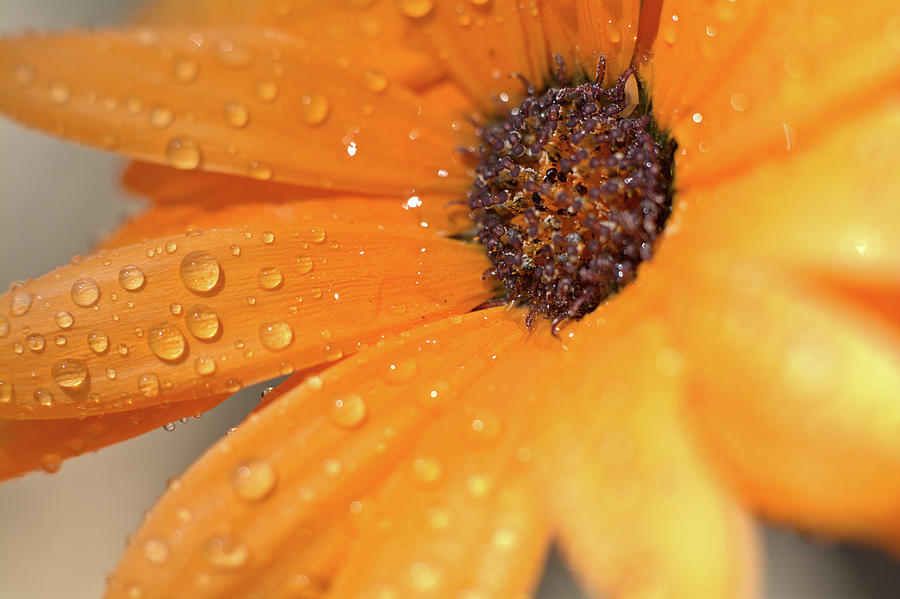 Head Drops Photograph by Becky Arnold - Fine Art America