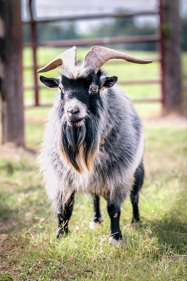 Head Goat in Charge Photograph by Kat Sepulvado - Fine Art America