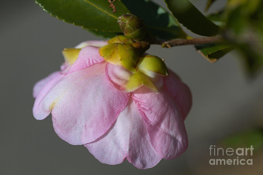 Head Lowered Camellia Flower  Photograph by Joy Watson