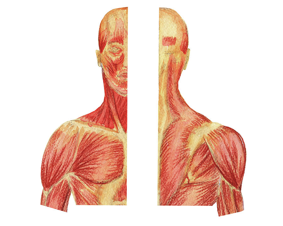 Head Neck Shoulders Chest Back Posterior Anterior Medical Anatomy Watercolor  Painting by Irina Sztukowski