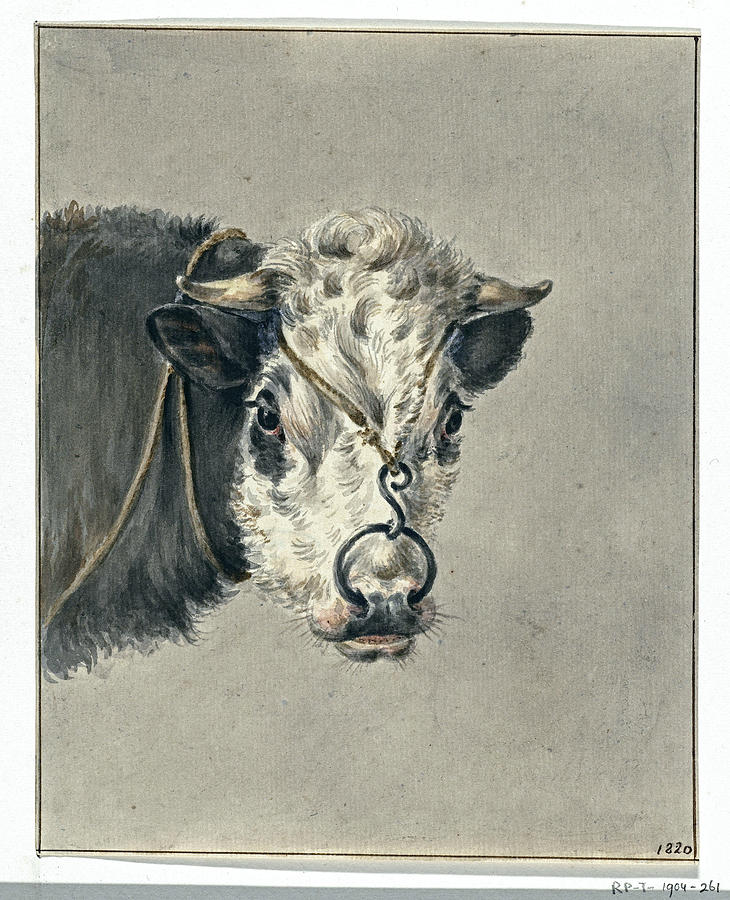 Head Of A Cow With A Ring Through The Nose From The Front Jean Bernard 1820 Painting
