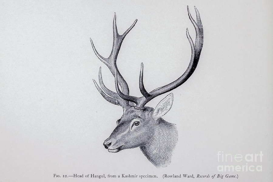 Head of a Kashmir stag Cervus hanglu hanglu o1 Drawing by Historic ...