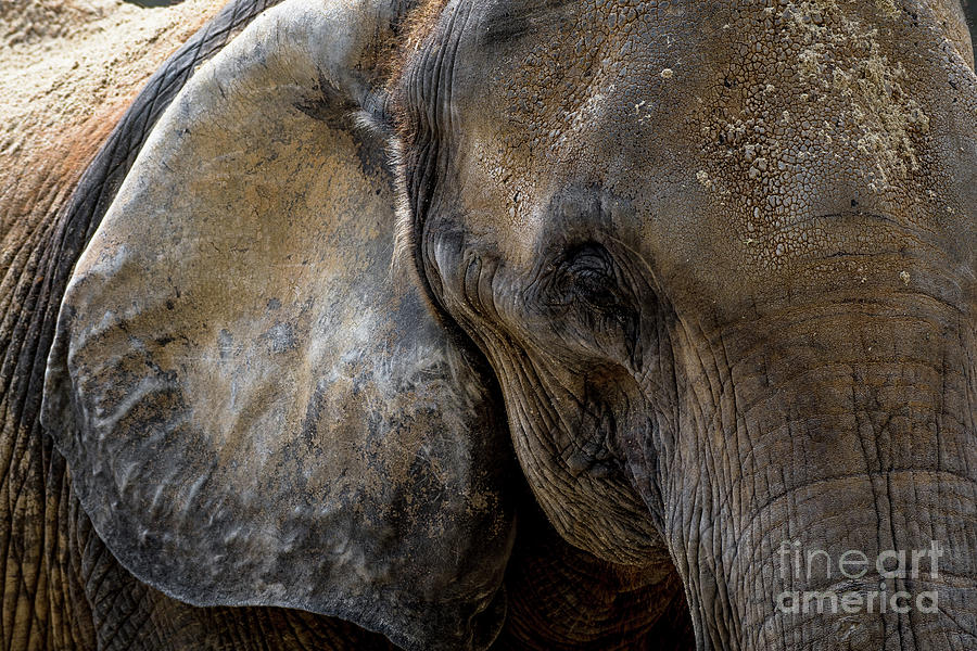 Head Of An Old African Elephant With Wrinkled Skin  Photograph by Andreas Berthold