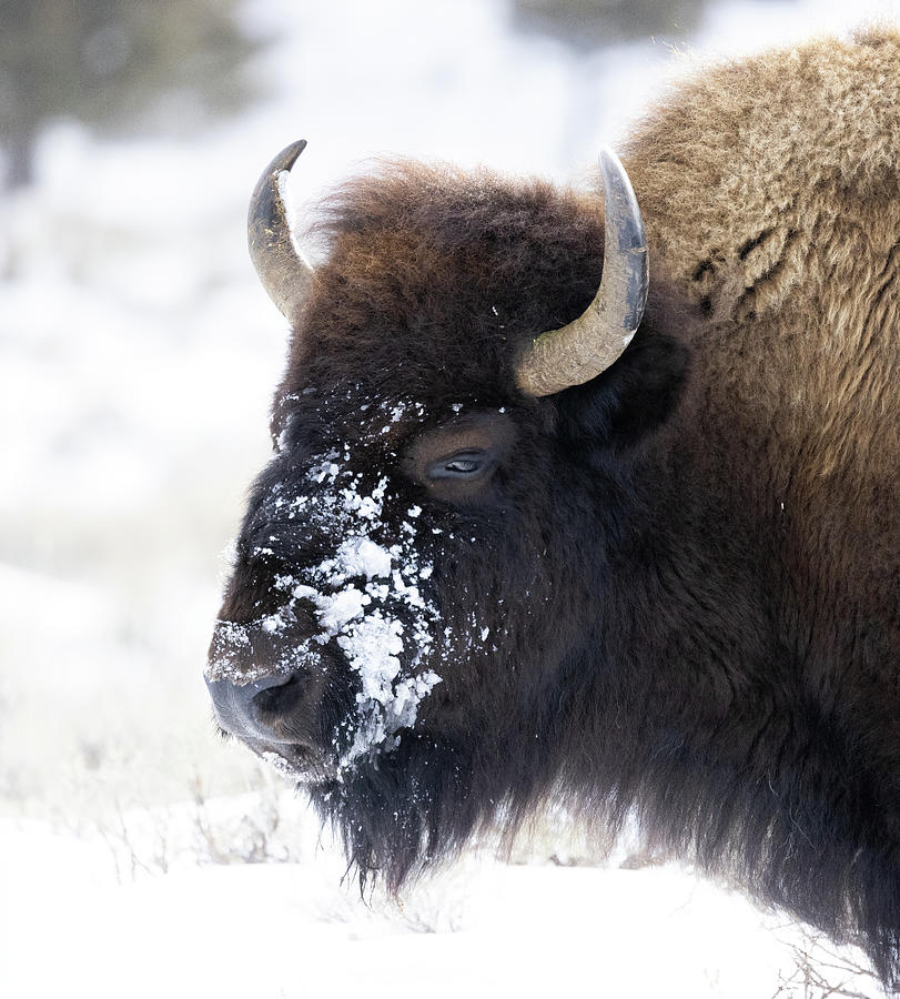 Head of Bison  Photograph by Cheryl Strahl