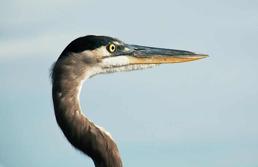Head of Great Blue Heron Photograph by Marilyn Hunt