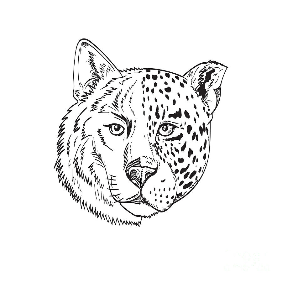 jaguar face drawing