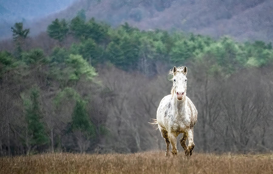 Head On, Cades Cove Horse Series Photograph by Marcy Wielfaert