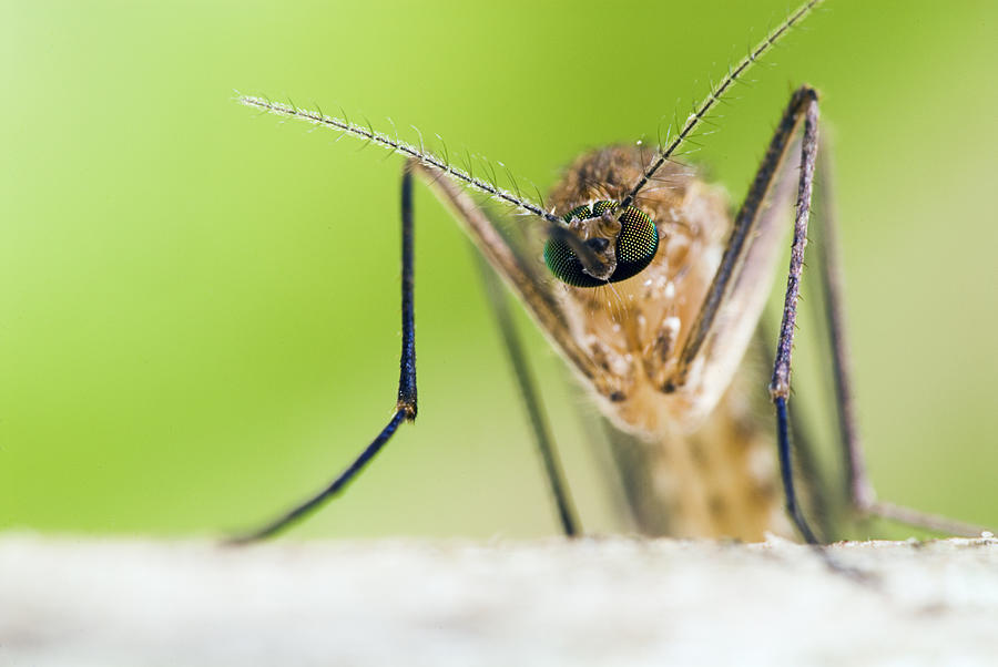 Head on Mosquito Portrait Photograph by Doug4537