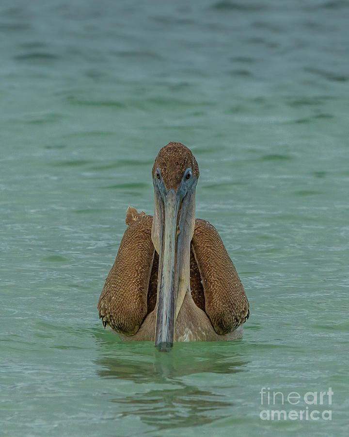 Head-on with Brown Pelican Photograph by Nancy Gleason