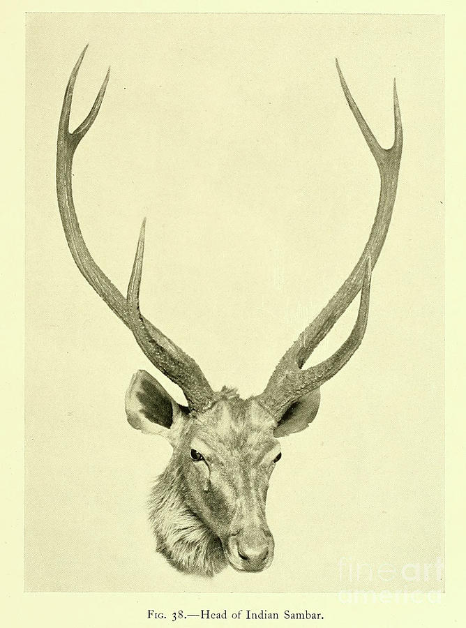 Head Ot Indian Sambar T4 Photograph By Historic Illustrations