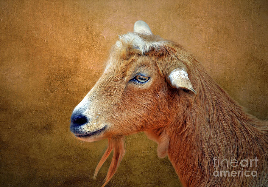  Adult Goat with Beard Photograph by Savannah Gibbs