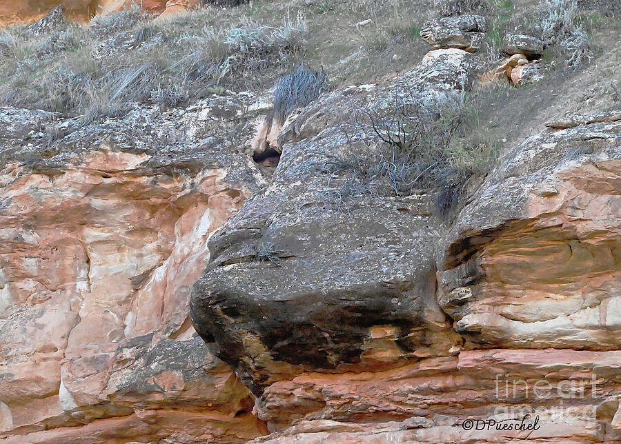 Head Resting in the Rock Close Up Photograph by Debby Pueschel