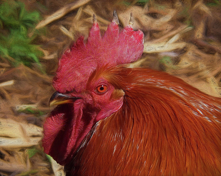 Head Rooster  Photograph by Scott Olsen