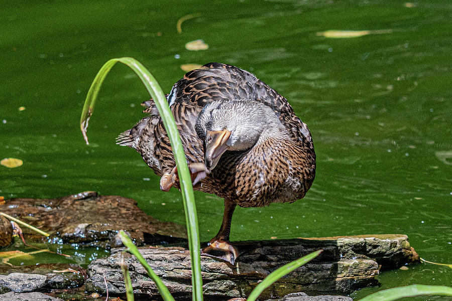Head Scratching Duck Photograph by Sharon Gucker Pixels
