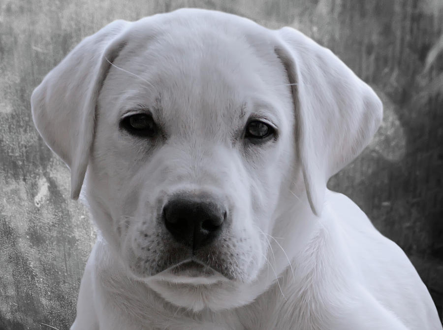 Head shot of a White Lab Puppy Photograph by Waterdancer