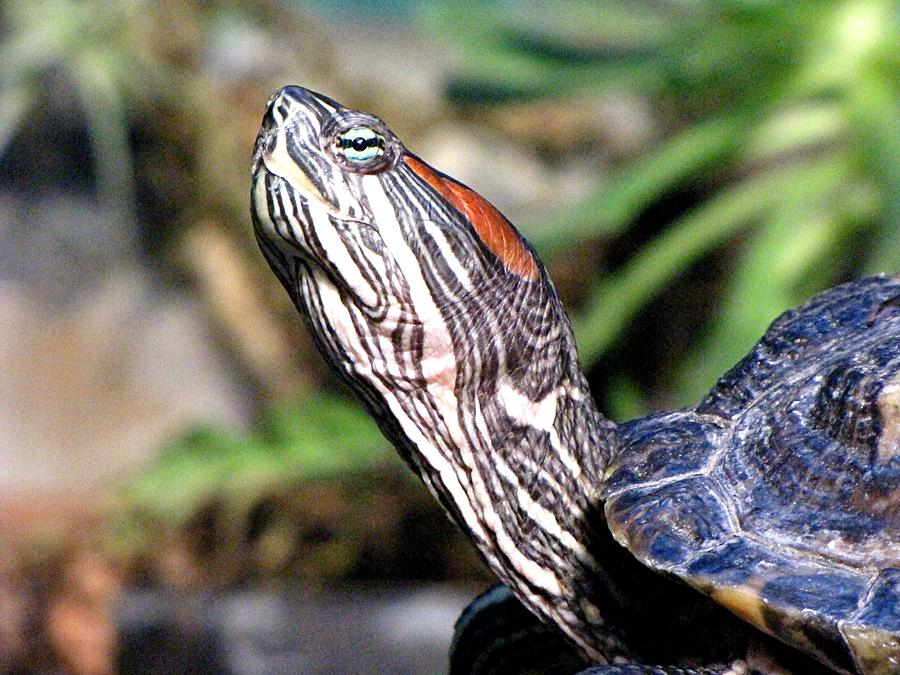 Head shot of terrapin with brilliant vibrant colors and patterns ...