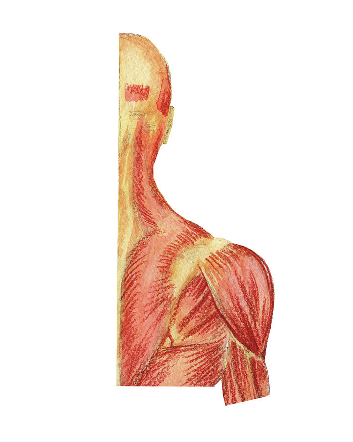Head Shoulder Blades Posterior Medical Anatomy Watercolor  Painting by Irina Sztukowski