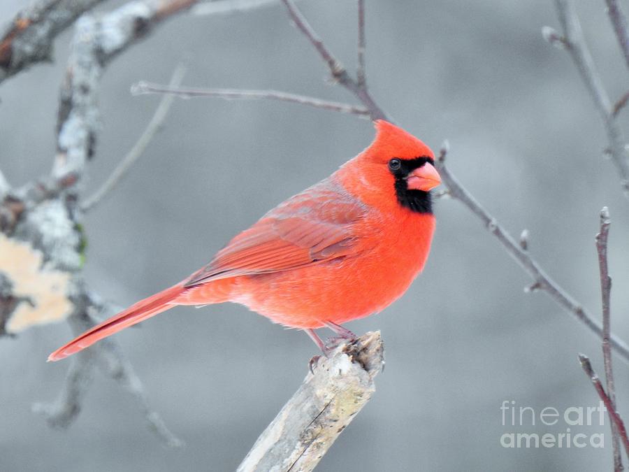 Head Turned Male Cardinal Photograph by Eunice Miller