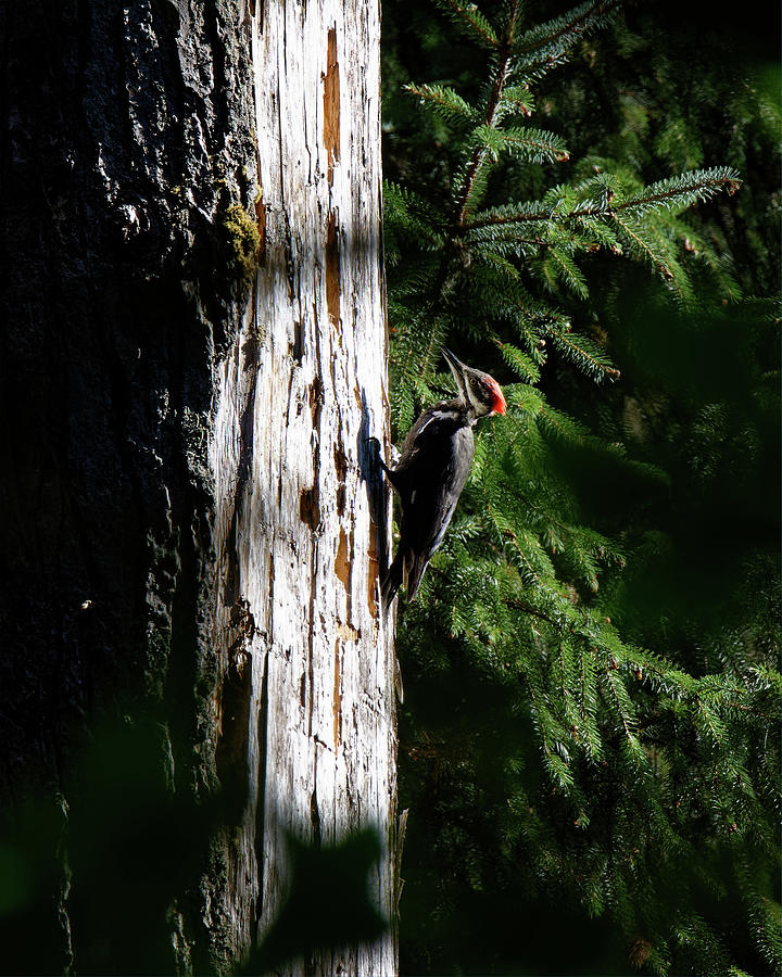 Headbanger -- Pileated Woodpecker in Olympic National Park, Washington Photograph by Darin Volpe