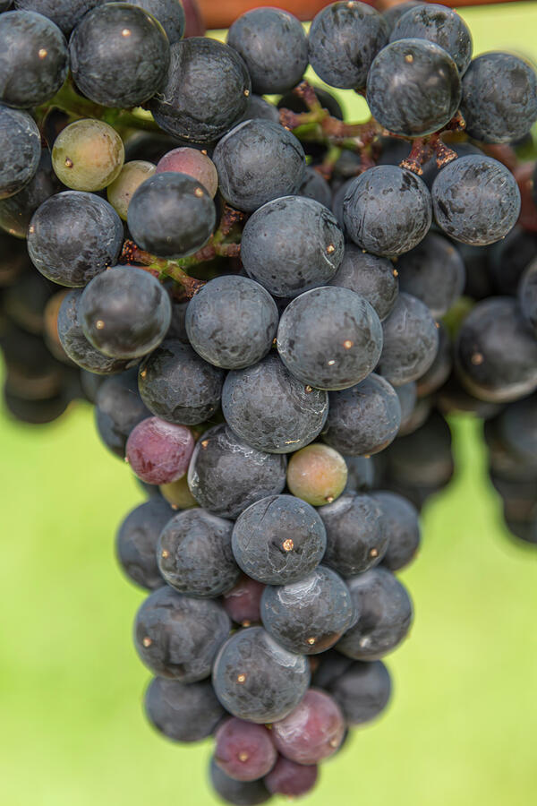 Grape Photograph - Headed for Winery by Susan Bandy