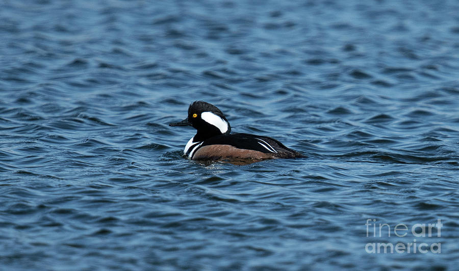 Headed to Sea -  Hooded Merganser  Photograph by Dale Powell