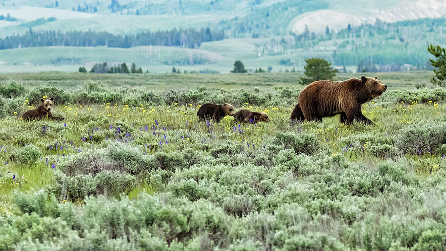Heading South, No. 1 - Grizzly 399 and Cubs Photograph by Belinda Greb