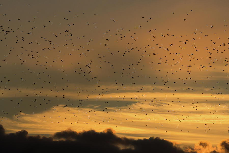Heading West Starlings Photograph by Wendy Cooper