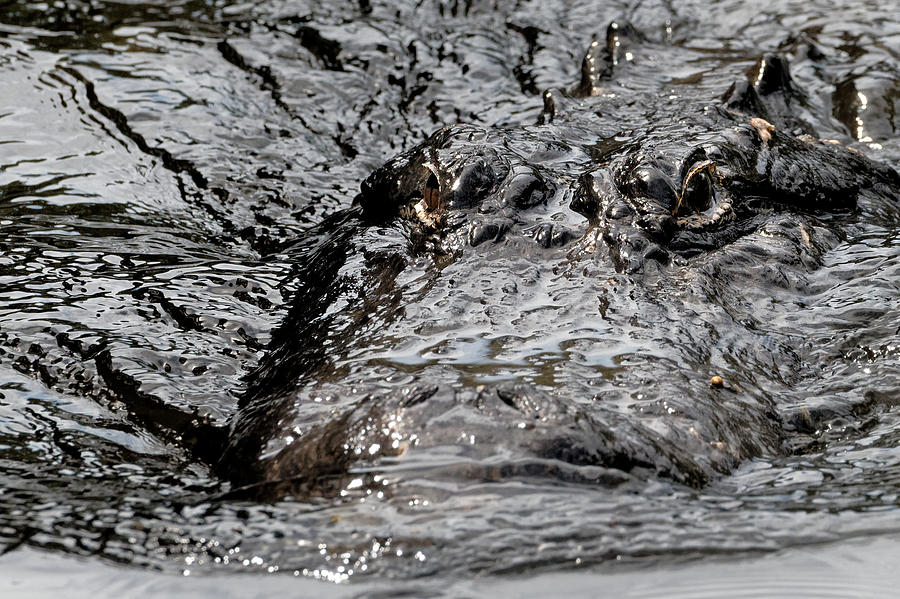 Heading Your Way Alligator Photograph by Colin Hocking