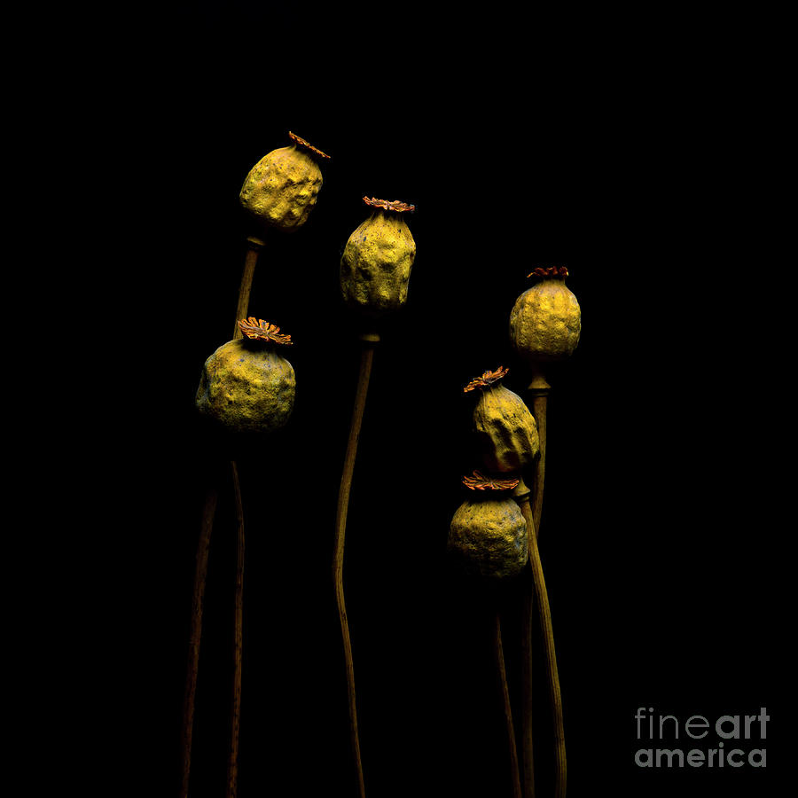 Nature Photograph - Heads of oriental poppies on a black background by Bernard Jaubert
