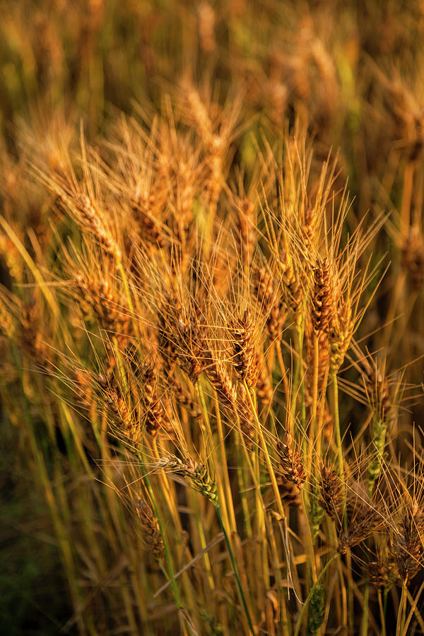 Heads of Wheat Photograph by Scott Bean